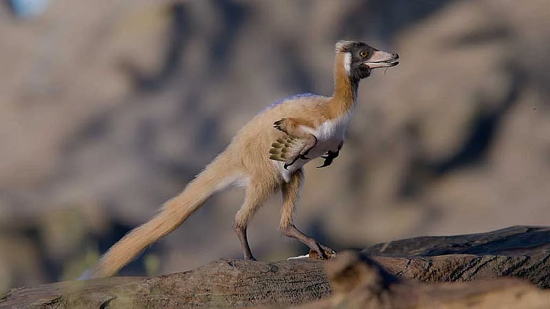 'Exquisite' fossil of one of the smallest dinosaurs found in Argentina