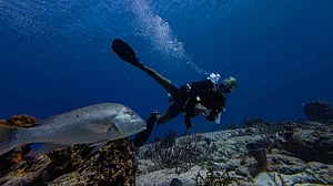 UN biodiversity treaty enters into force, aims to protect 30% of oceans by 2030