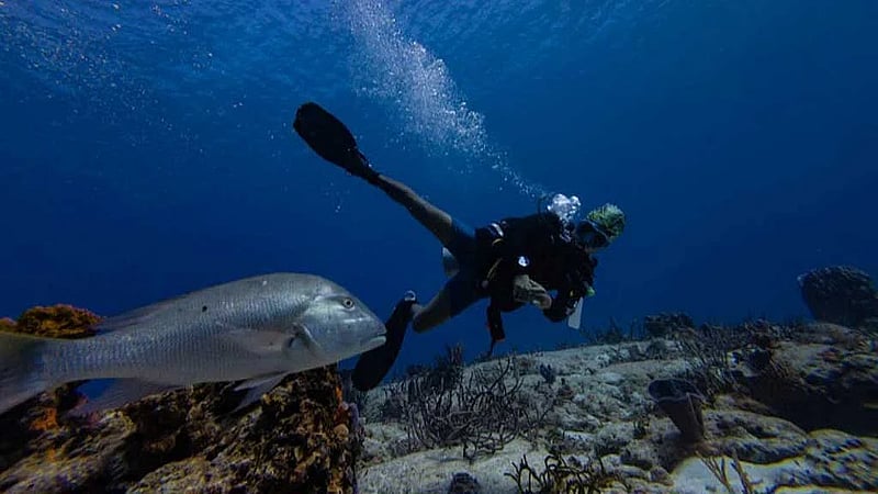 UN biodiversity treaty enters into force, aims to protect 30% of oceans by 2030