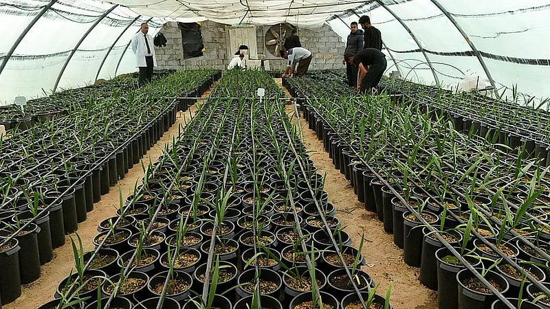 Rising salinity and heat push Basra to grow date palms in the lab