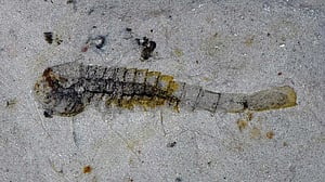Chinese fossils show marine animals thriving half a billion years ago