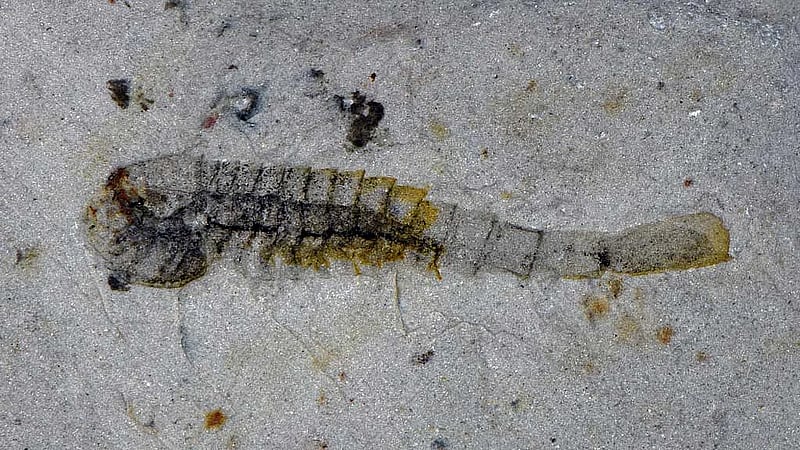 Chinese fossils show marine animals thriving half a billion years ago