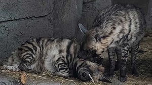 Kyiv zoo battles to keep animals warm as city shivers through power crisis