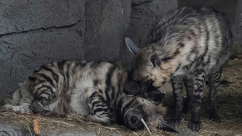Kyiv zoo battles to keep animals warm as city shivers through power crisis