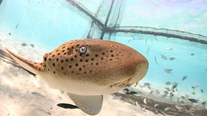 Thailand releases endangered leopard sharks in conservation push