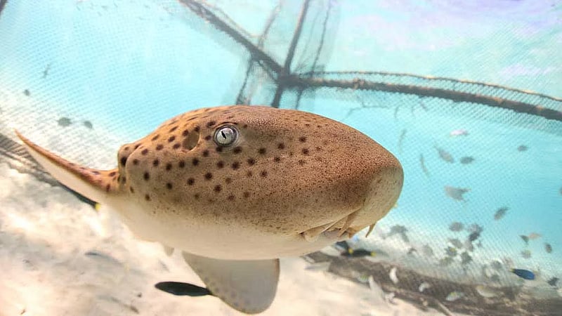 Thailand releases endangered leopard sharks in conservation push