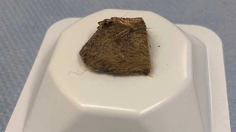 Scientists recover genome from woolly rhino eaten by Ice Age wolf