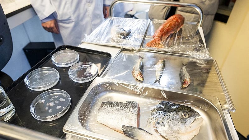 Spanish researchers develop low-cost artificial cornea from fish scales
