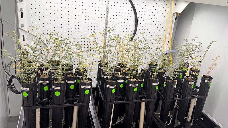 With lunar missions looming, scientists grow chickpeas in 'moon dirt'