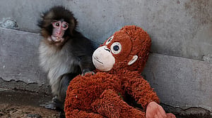 Punch the Japanese snow monkey captures hearts while kin face culls
