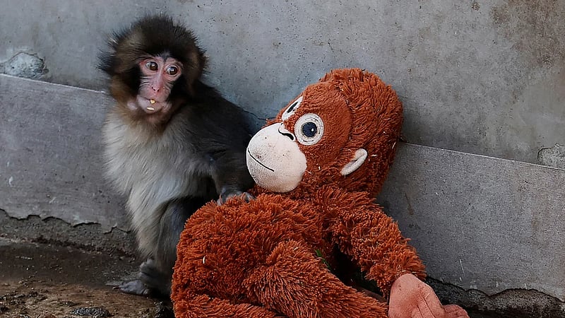 Punch the Japanese snow monkey captures hearts while kin face culls