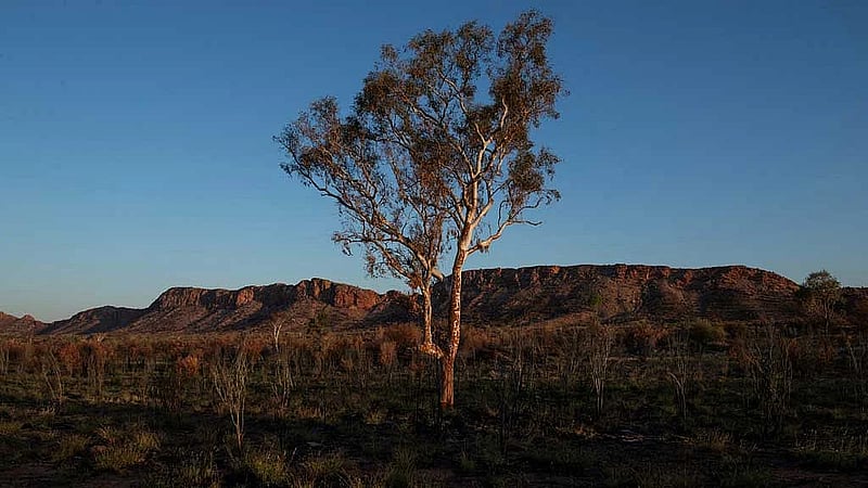 Climate change threatens global plant species as habitats shrink