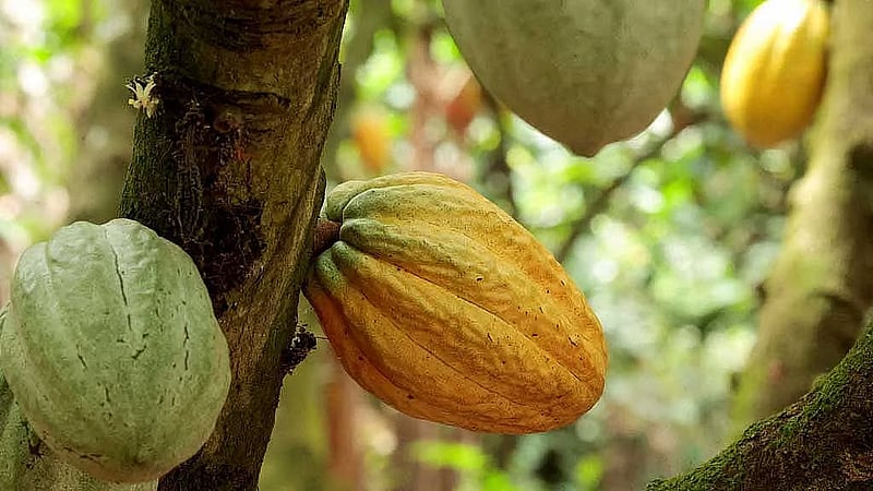 Ivory Coast cocoa traceability rates fail to improve as EU anti-deforestation law looms