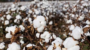 Scientists unravel the history of cotton domestication