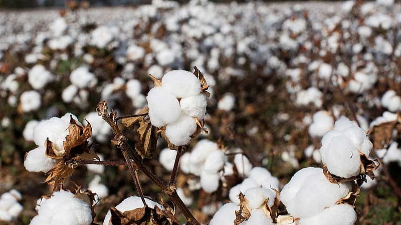 Scientists unravel the history of cotton domestication
