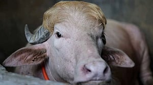 Bangladesh’s rare ‘Donald Trump’ buffalo becomes Eid sensation