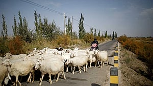 Job ad for shepherds goes viral in China, exposing labour market strains