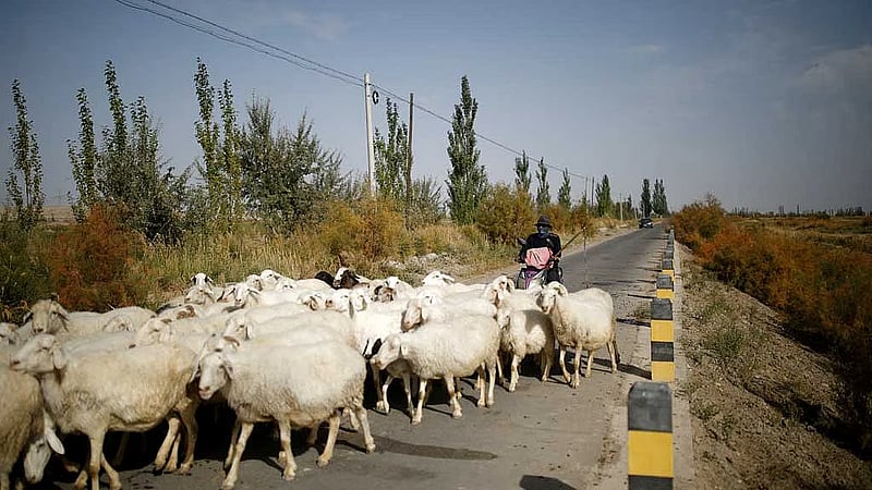 Job ad for shepherds goes viral in China, exposing labour market strains