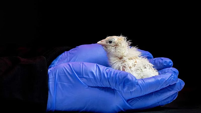Chicks hatch from artificial egg as US company aims to revive extinct species
