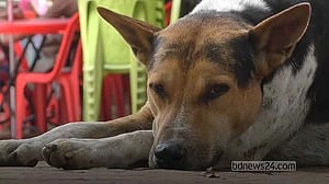 DSCC pushes back on ‘false’ dog removal claims circulating on Facebook