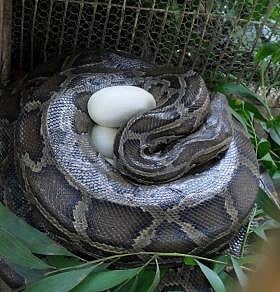 Sitesh's python lays 35 eggs