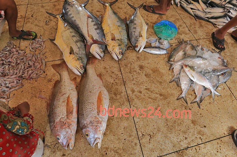 কক্সবাজারের ফিসারি ঘাটে বিক্রির অপেক্ষায় নানা সামুদ্রিক মাছ। ছবিটি রোববার তোলা। 