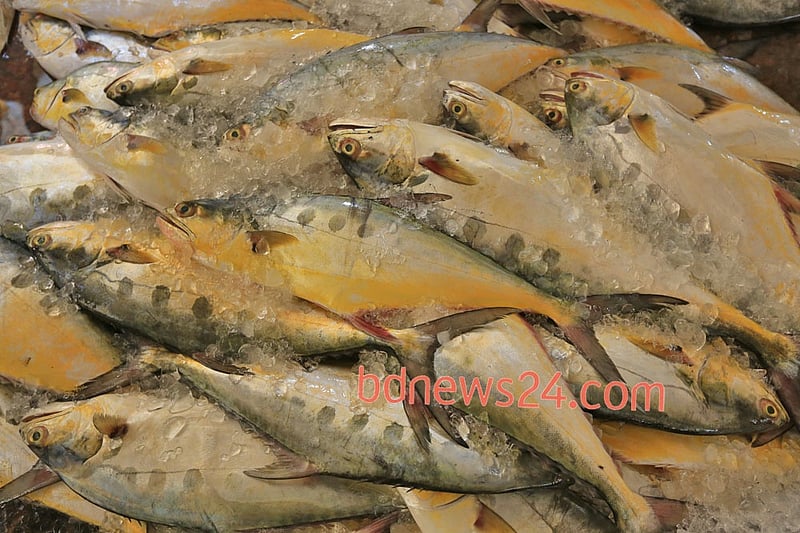 কক্সবাজারের ফিসারি ঘাটে বিক্রির অপেক্ষায় বড় আকারের সুরমা মাছ। ছবিটি রোববার তোলা।