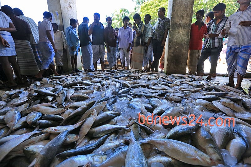 পূর্ণিমার তিথিতে বঙ্গোপসাগরে জেলেদের জালে ধরা পড়েছে প্রচুর ইলিশ। ছবিটি কক্সবাজারের ফিসারি ঘাট থেকে রোববার তোলা। 