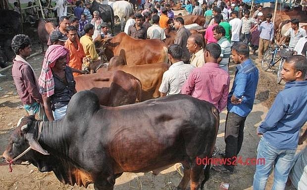 '2mn cows smuggled from India every year'