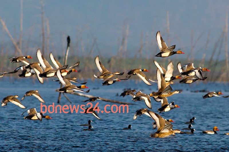 Migratory birds flying over Tanguar Haor in Sunamganj District.