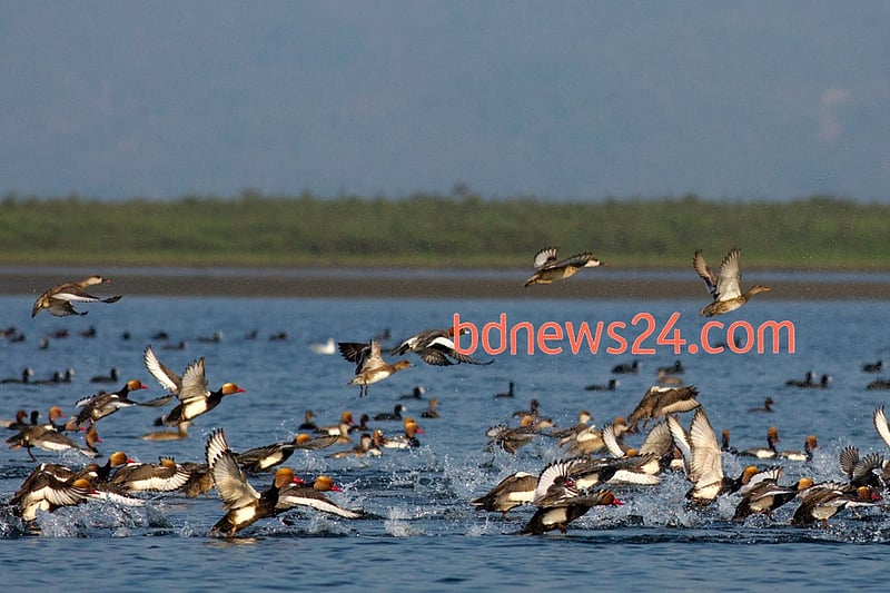 A flock of Red-crested Pochard swims at Tanguar Haor, Sunamganj.