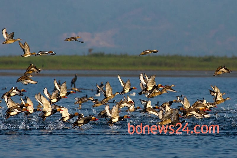 A flock of Red-crested Pochard swims at Tanguar Haor, Sunamganj.