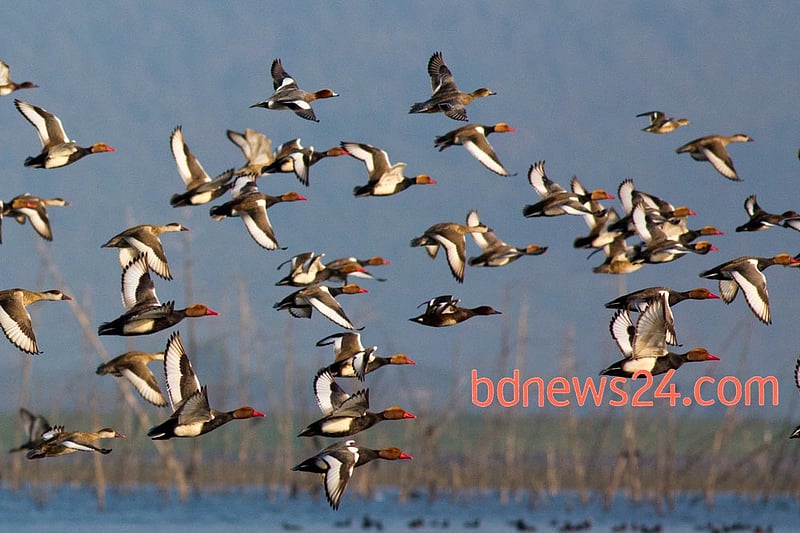 Migratory birds flying over Tanguar Haor in Sunamganj District.