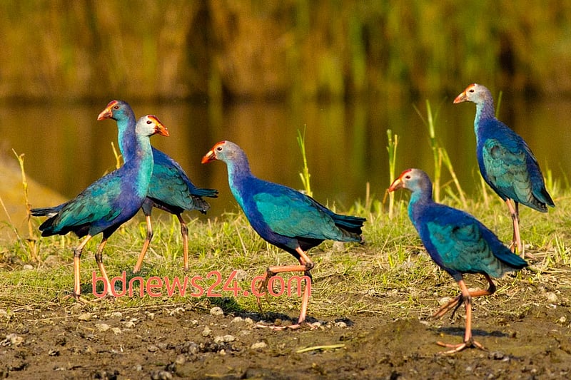 Purple Swamphens trotting within vegetation near Tanguar Haor, Sunamganj.