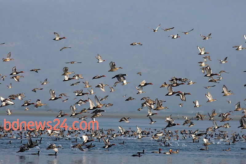 Migratory birds flying over Tanguar Haor in Sunamganj District.