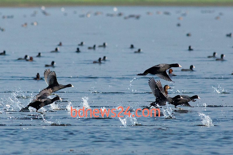 Common Coots skip across the waters of Tanguar Haor, Sunamganj.