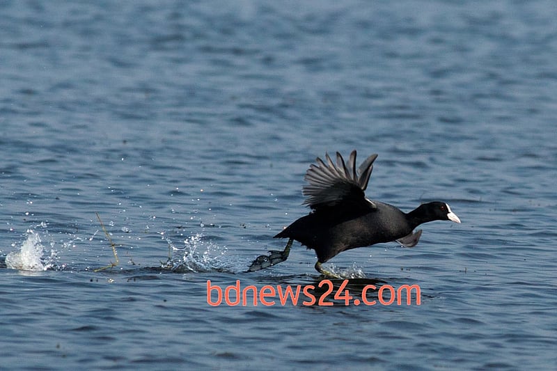 A Common Coot skips over the waters at Tanguar Haor, Sunamganj.