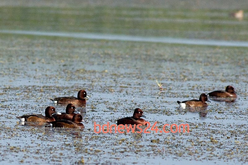 A flock of Ferruginous Ducks swims at Tanguar Haor, Sunamganj.