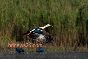 Birds of Tanguar Haor