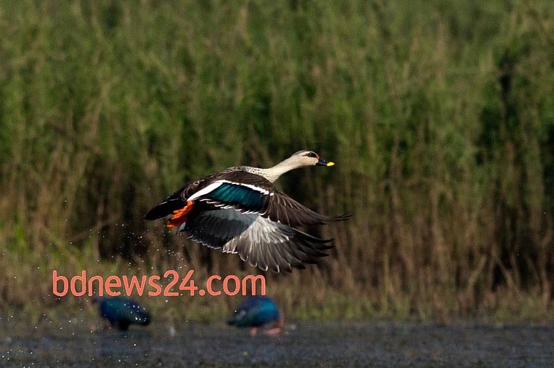 A Spot-billed Duck in flight at Tanguar Haor in Sunamganj.
