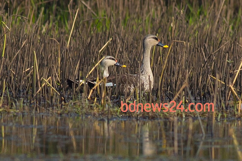 Spot-billed Ducks on the banks of Tanguar Haor in Sunamganj