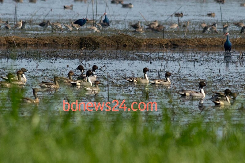 Northern Pintails swim across the waters of Tanguar Haor, Sunamganj.