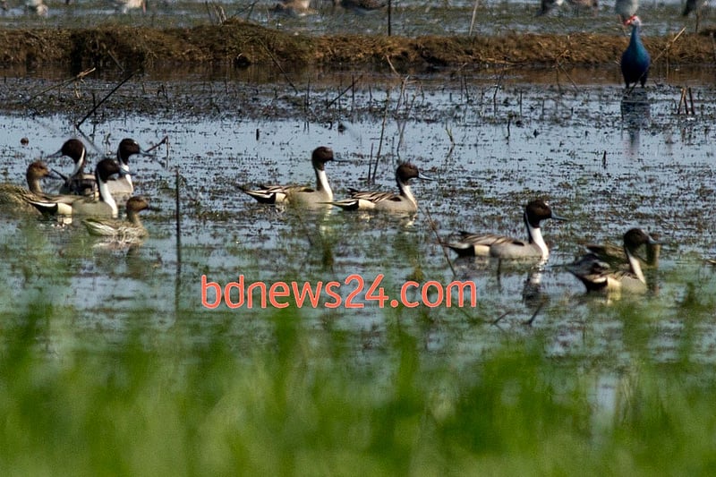Northern Pintails swim across the waters of Tanguar Haor, Sunamganj.