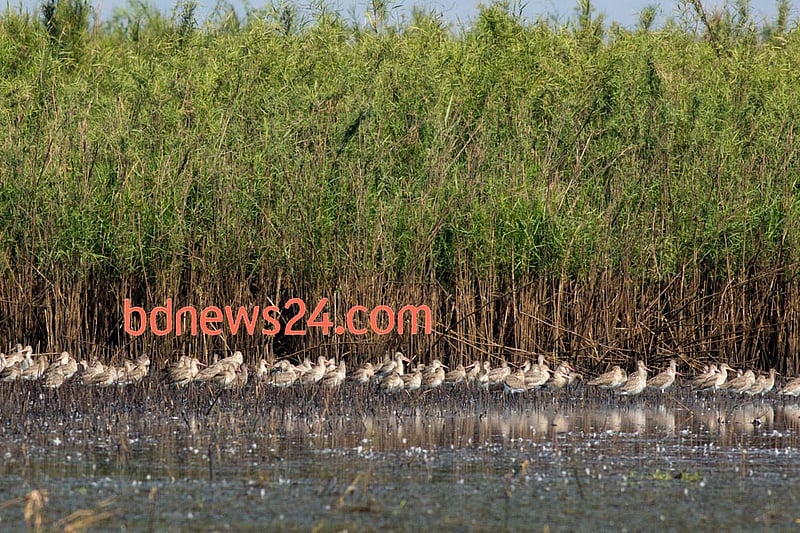 Black-tailed Godwits march across Tanguar Haor, Sunamganj.