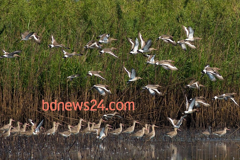 A flock of Black-tailed Godwits put on a serene show at Tanguar Haor, Sunamganj.