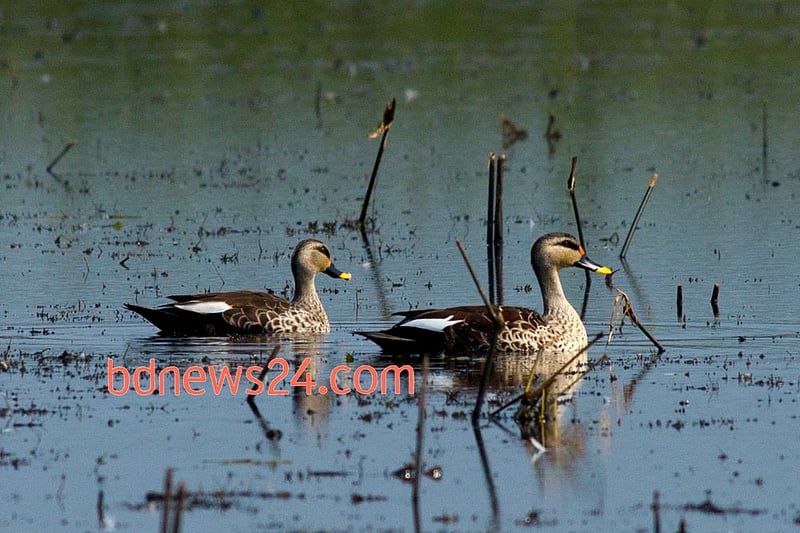 Spot-billed Ducks on the waters of Tanguar Haor in Sunamganj.