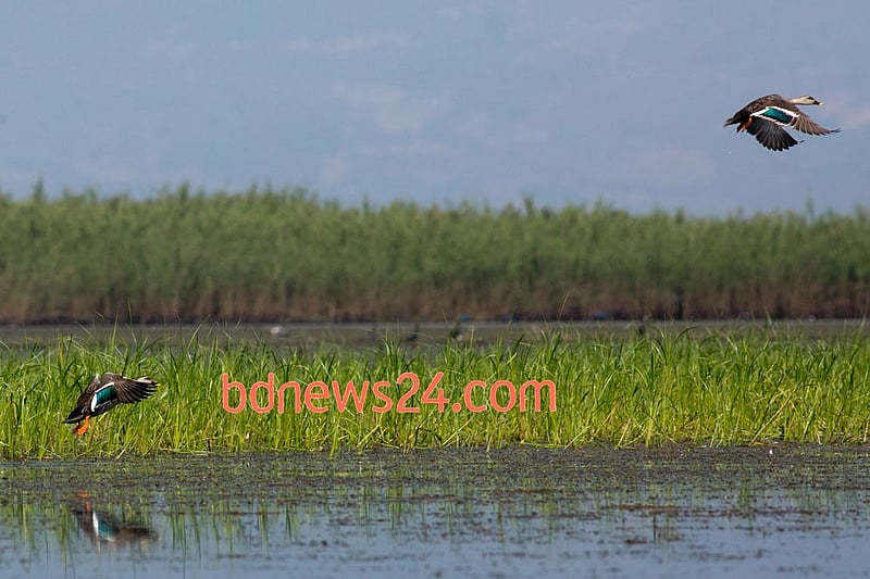 Spot-billed Ducks fly over the waters of Tanguar Haor in Sunamganj.