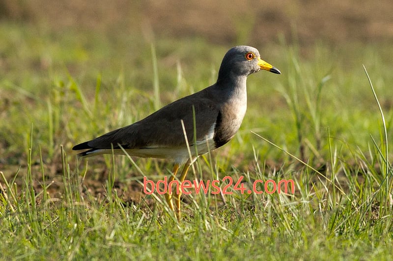 A Grey-headed Lapwing on the grassy banks of Tanguar Haor, Sunamganj.