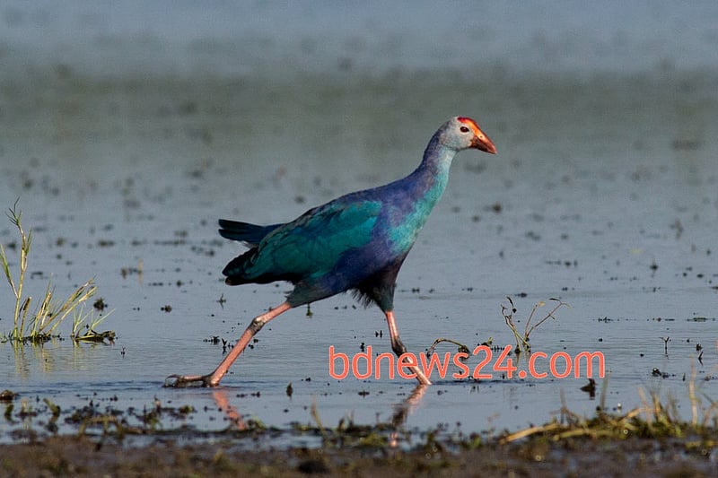 A Purple Swamphen walks across the waters at Tanguar Haor, Sunamganj.