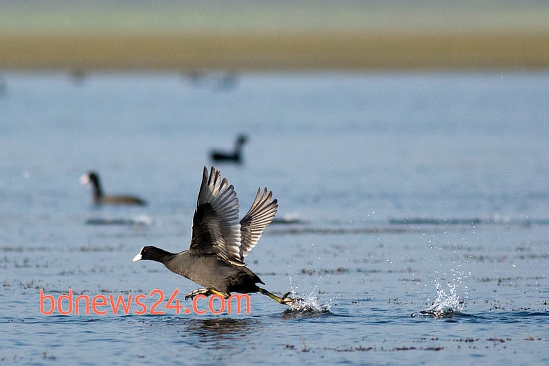 A Common Coot skips over the waters at Tanguar Haor, Sunamganj.